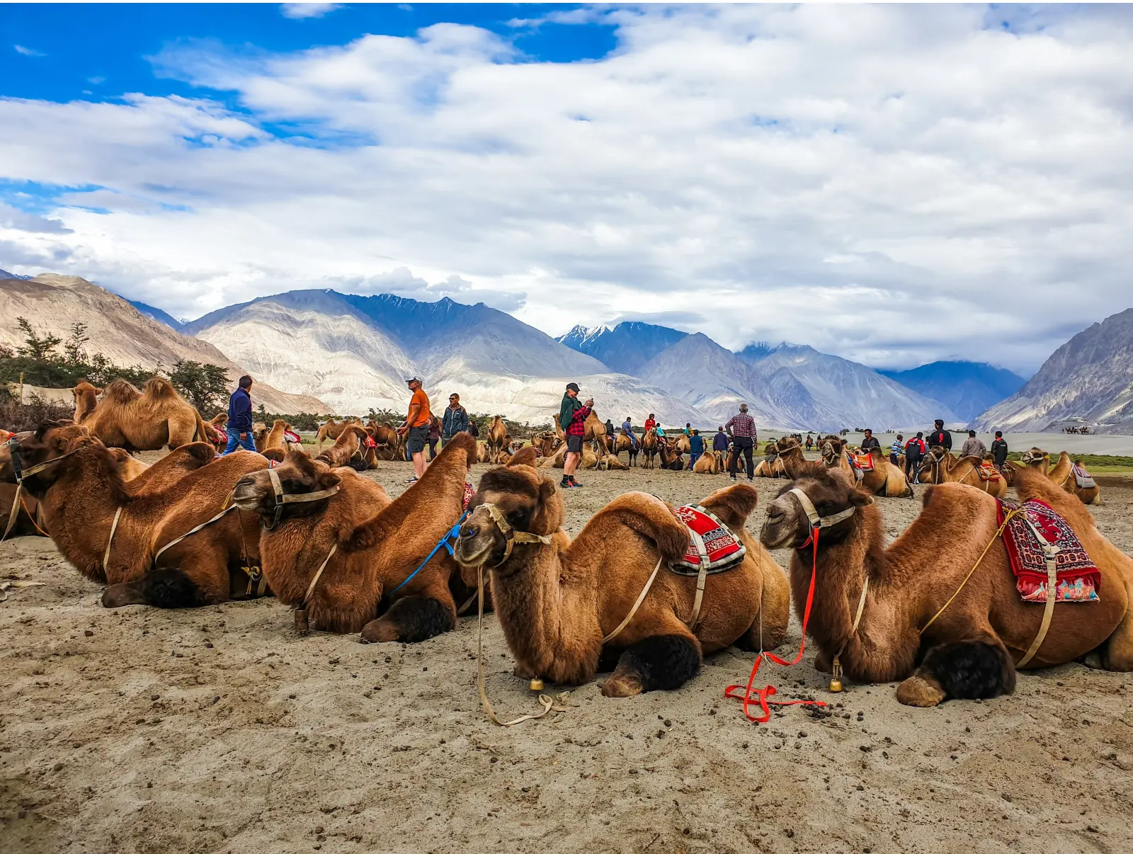 Double Humped Camel Safari