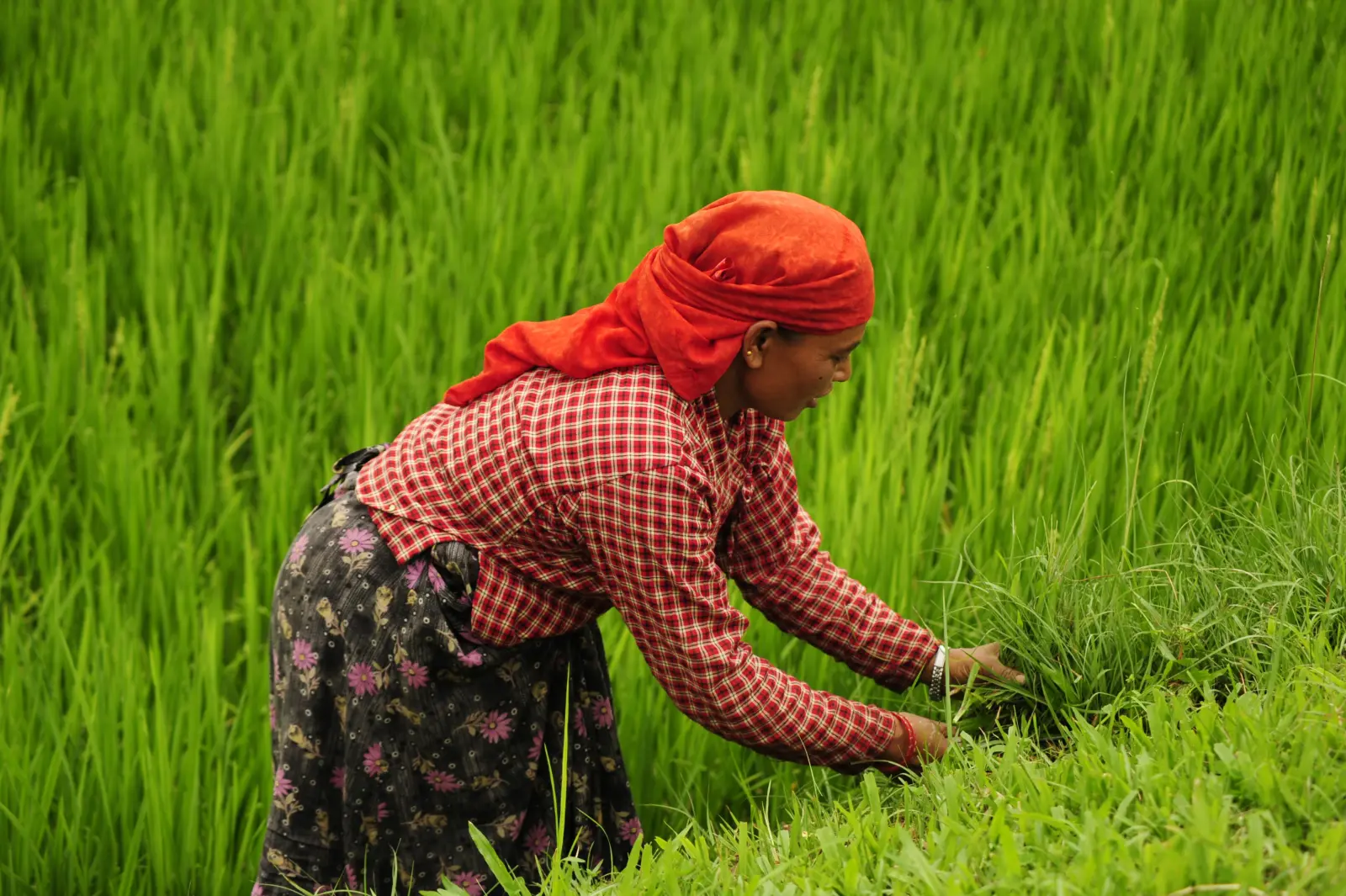 Farming