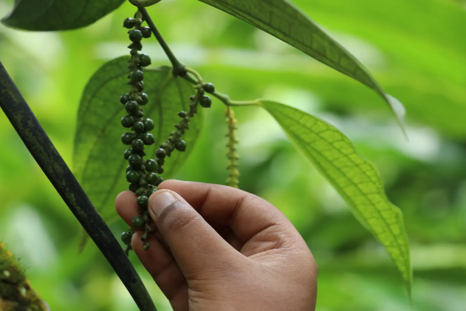 Spice Plant