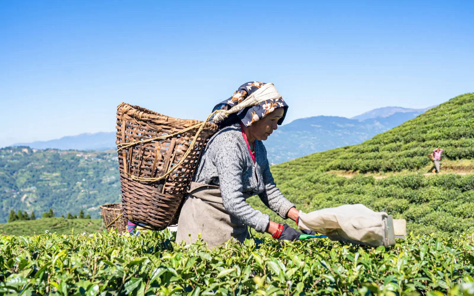 Tea Plantation, Munnar