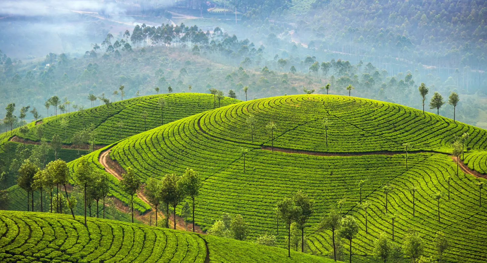Tea Plantation